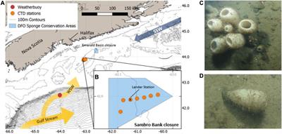 Seasonal Variability in Near-bed Environmental Conditions in the Vazella pourtalesii Glass Sponge Grounds of the Scotian Shelf